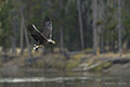 Bald Eagle with Fish