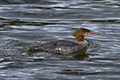 Common Merganser