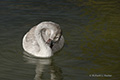 Trumpeter Swan