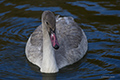 Trumpeter Swan