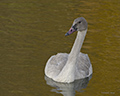 Trumpeter Swan