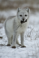 Arctic Fox with Lemming