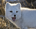 Arctic Fox