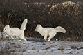 Arctic Fox