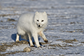 Arctic Fox