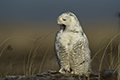 Snowy Owl