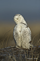 Snowy Owl