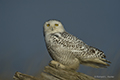 Snowy Owl