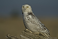 Snowy Owl