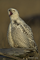 Snowy Owl