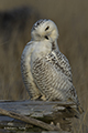 Snowy Owl