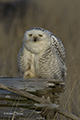 Snowy Owl