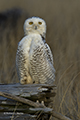 Snowy Owl