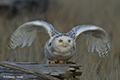 Snowy Owl