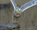 Snowy Owl