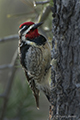 Pileated Woodpecker