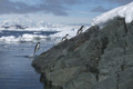 Gentoo Penguins Leaping from the Sea