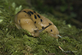 Banana Slug, Second Beach Trail