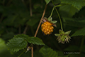 Berry, Second Beach Trail