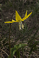 Glacier Lily