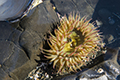 Sea Anemone, Tongue Point