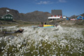 Field of Arctic Cotton Grass