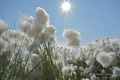 Arctic Cotton Grass