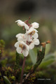 Large-Flowered Wintergreen