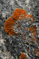 Lichen at Qilakitsoq