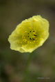 Arctic Poppy