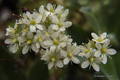 Three Toothed Saxifrage