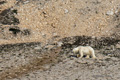 Polar Bear on Bylot Island