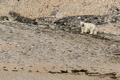 Polar Bear on Bylot Island