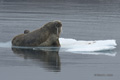 Walrus with Juvenile