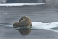 Walrus with Juvenile