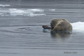 Walrus with Juvenile