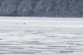 Polar Bear with Twin Cubs