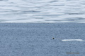 Swimming Polar Bear