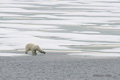 Polar Bear Jumping (1 of 6)