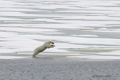 Polar Bear Jumping (2 of 6)