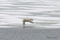 Polar Bear Jumping (3 of 6)