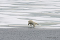 Polar Bear Jumping (4 of 6)