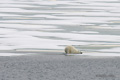 Polar Bear Jumping (5 of 6)