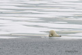 Polar Bear Jumping (6 of 6)