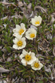 Mountain Avens