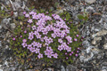 Moss Campion