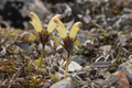 Capitata Lousewort