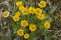 Sulphur Buttercup