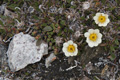 Mountain Avens