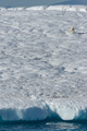 Polar Bear Resting on Iceberg